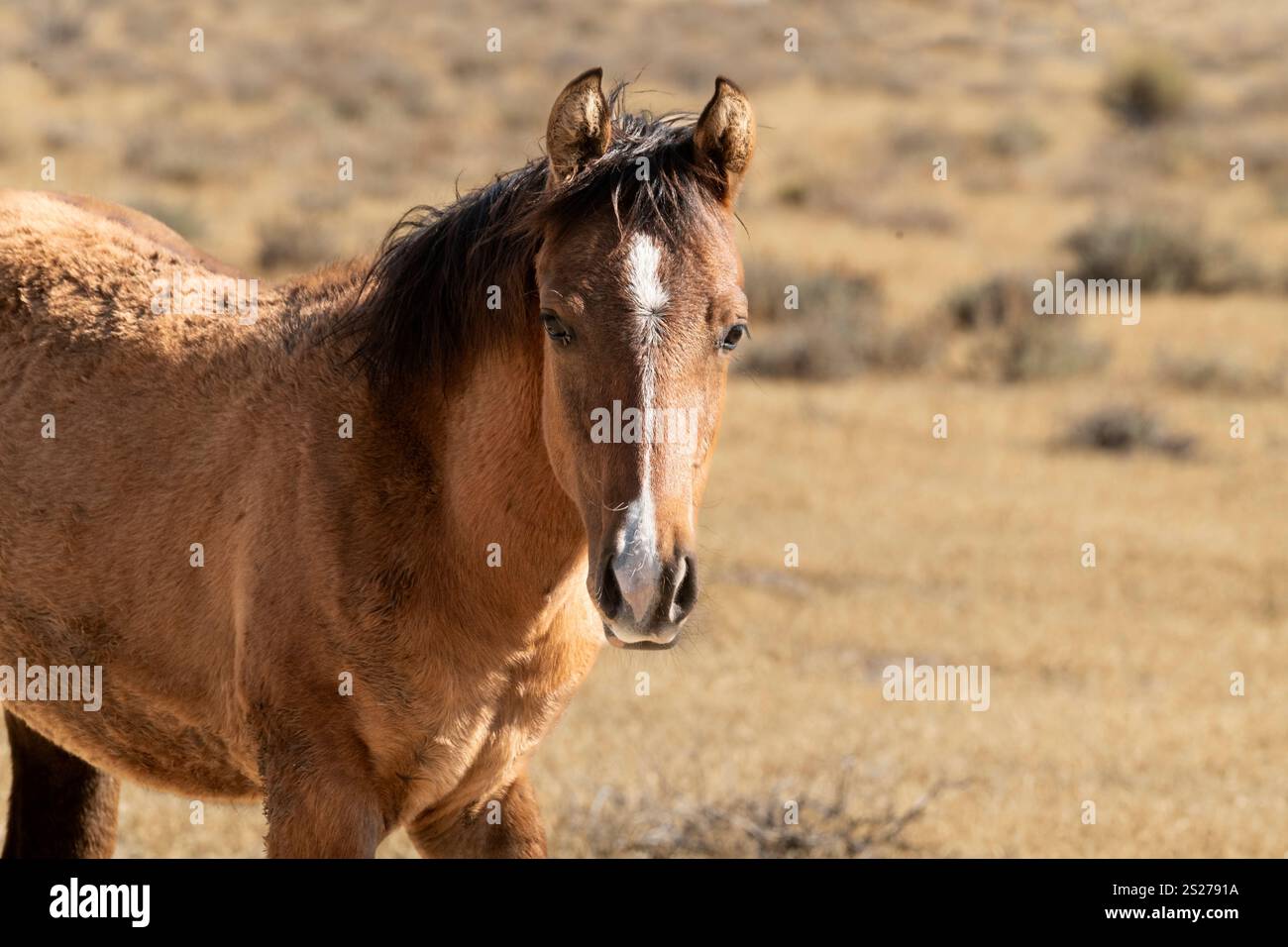 Wild Horse, Mustangs, American West, Kalifornien Stockfoto