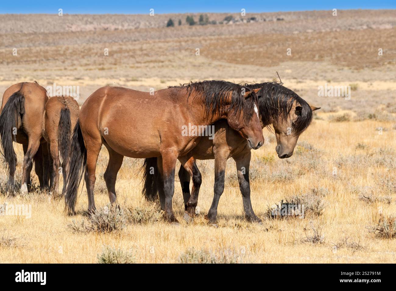 Wild Horse, Mustangs, American West, Kalifornien Stockfoto