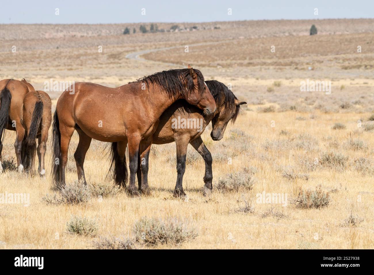 Wild Horse, Mustangs, American West, Kalifornien Stockfoto