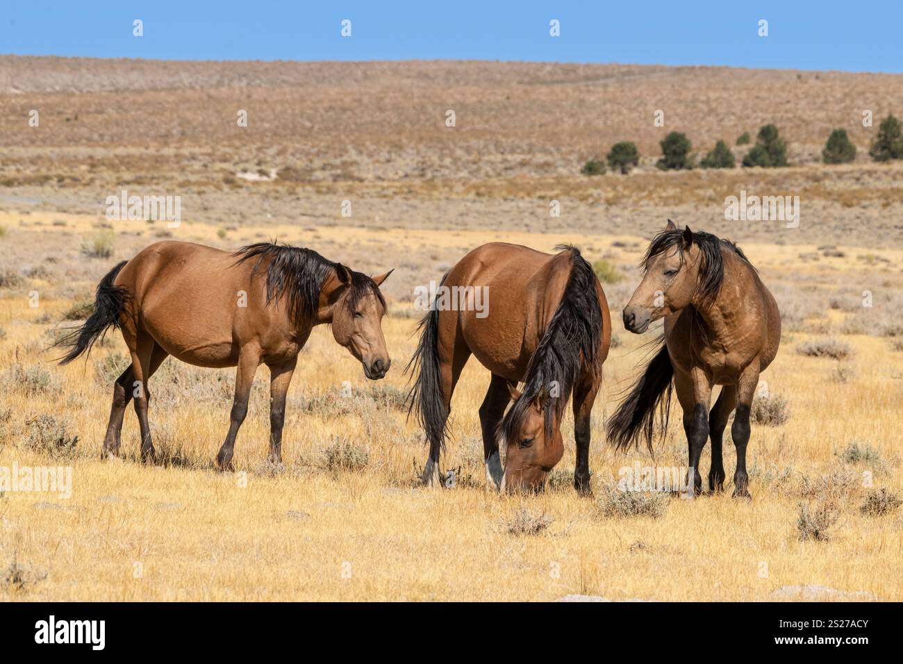 Wild Horse, Mustangs, American West, Kalifornien Stockfoto