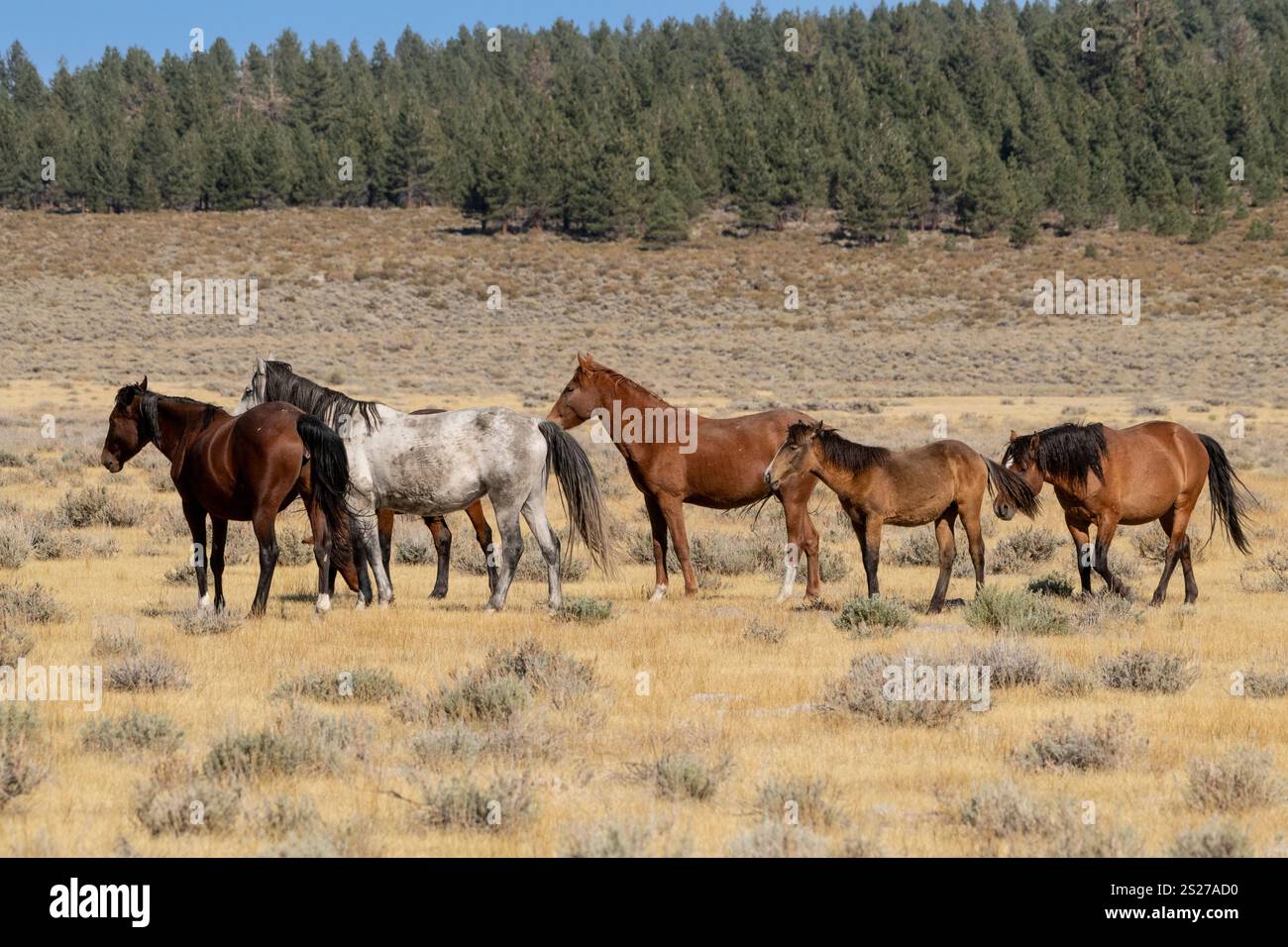 Wild Horse, Mustangs, American West, Kalifornien Stockfoto
