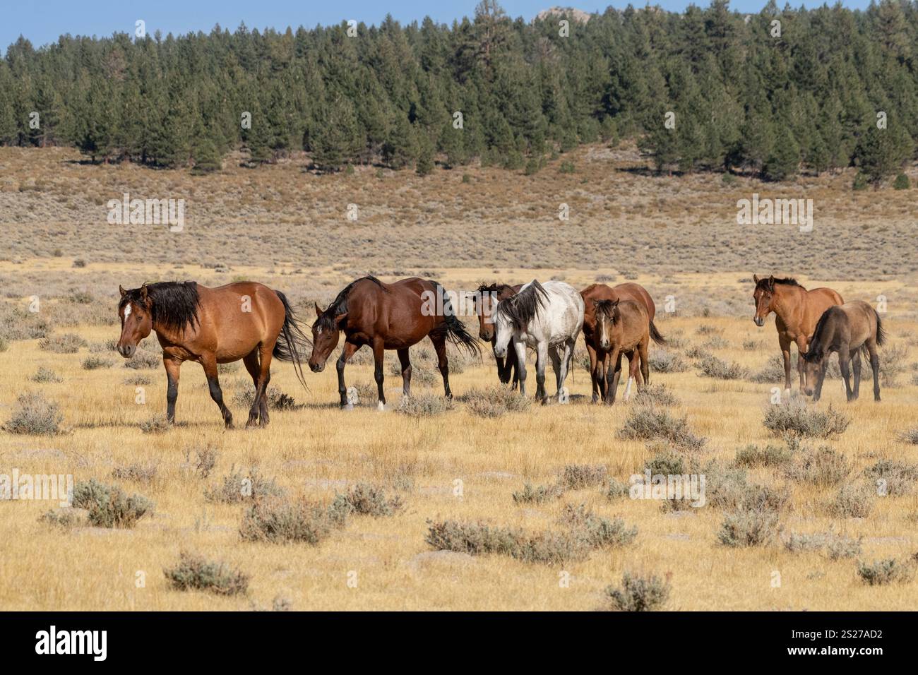 Wild Horse, Mustangs, American West, Kalifornien Stockfoto