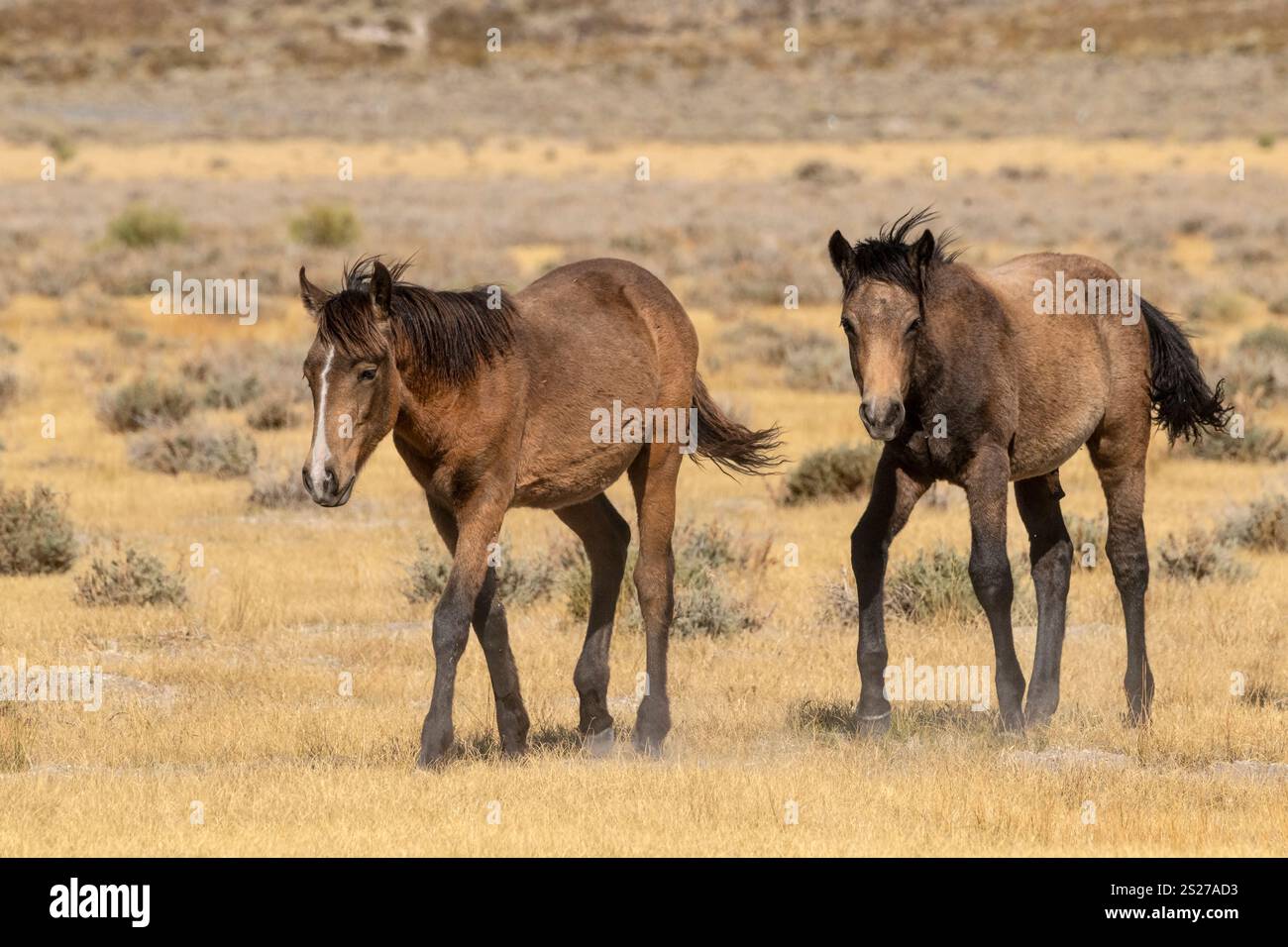 Wild Horse, Mustangs, American West, Kalifornien Stockfoto