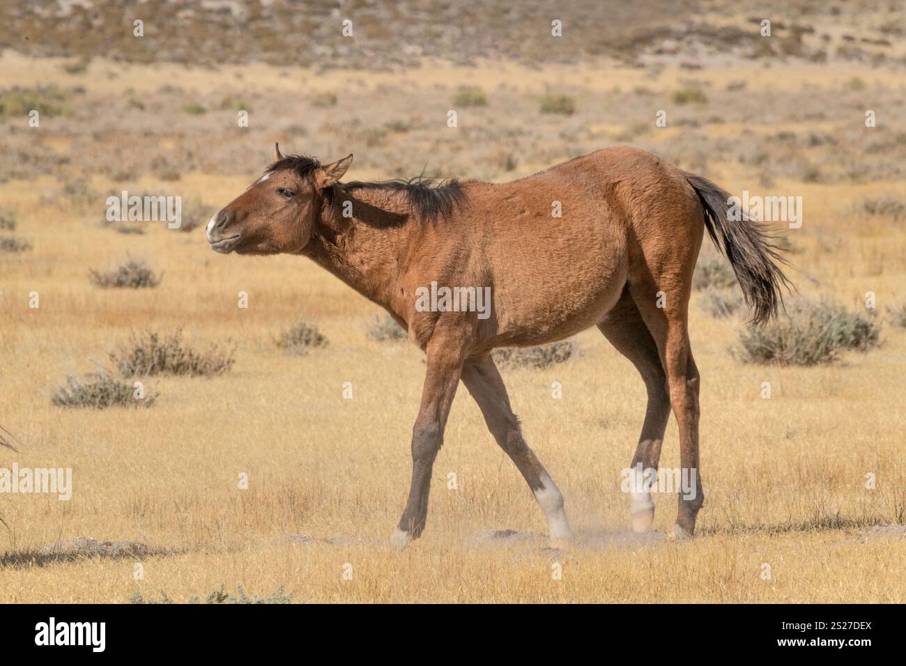 Wild Horse, Mustangs, American West, Kalifornien Stockfoto