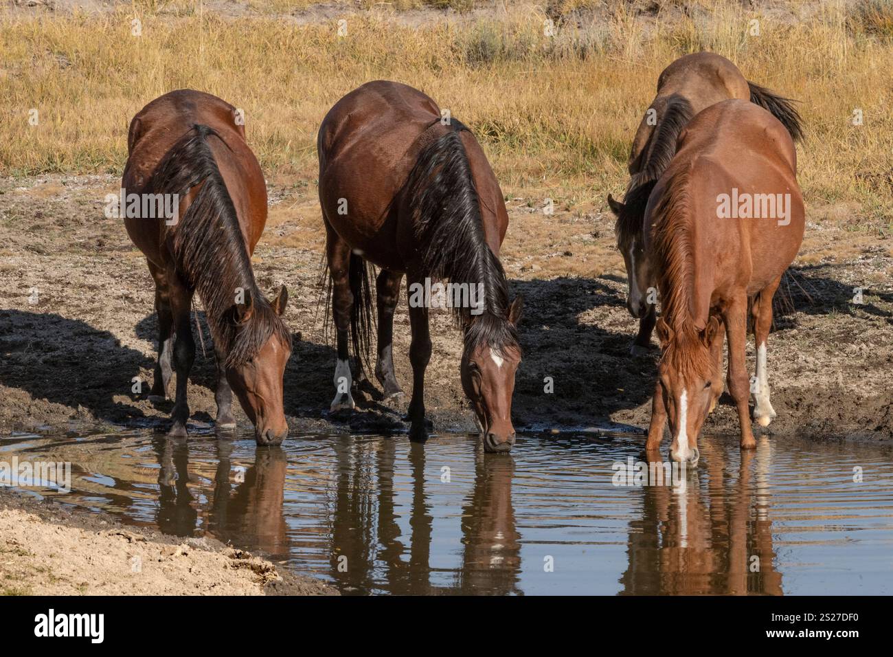 Wild Horse, Mustangs, American West, Kalifornien Stockfoto