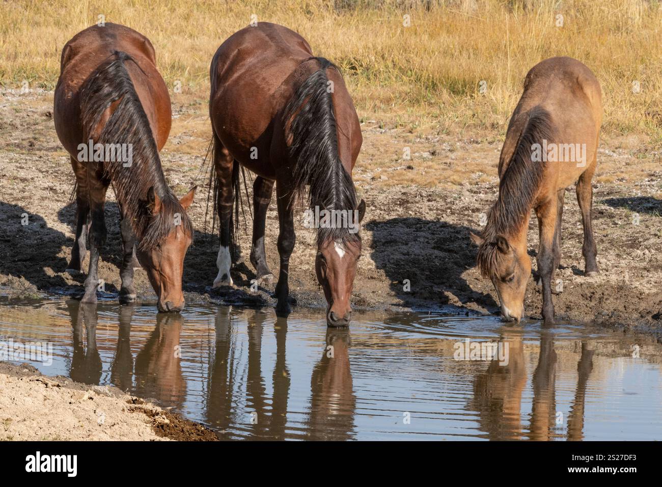 Wild Horse, Mustangs, American West, Kalifornien Stockfoto