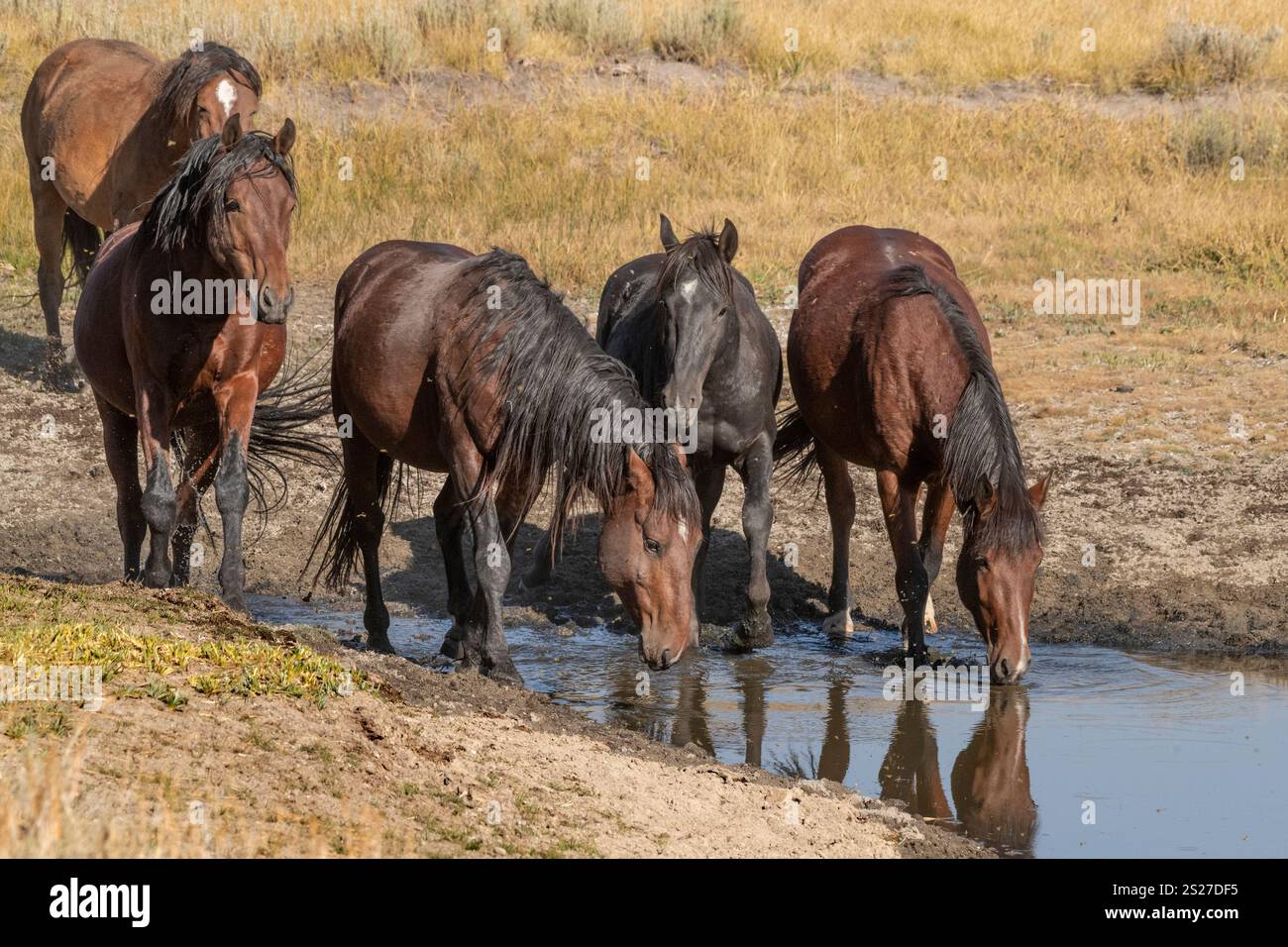 Wild Horse, Mustangs, American West, Kalifornien Stockfoto