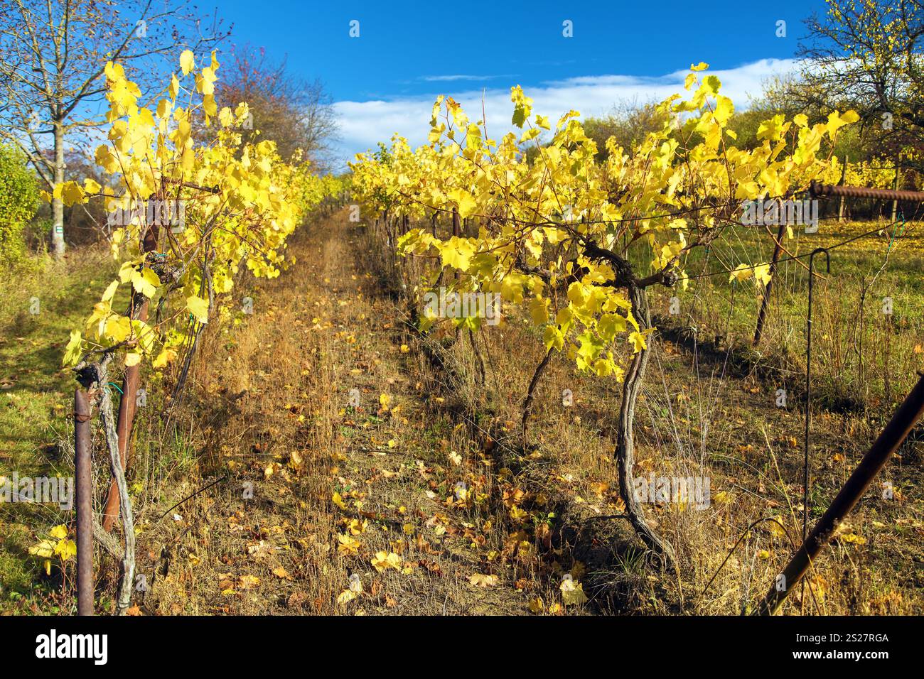 Weinberg, Herbst im Weinberg, gelbe Weinpflanzen, Südmähren, Tschechische Republik Stockfoto