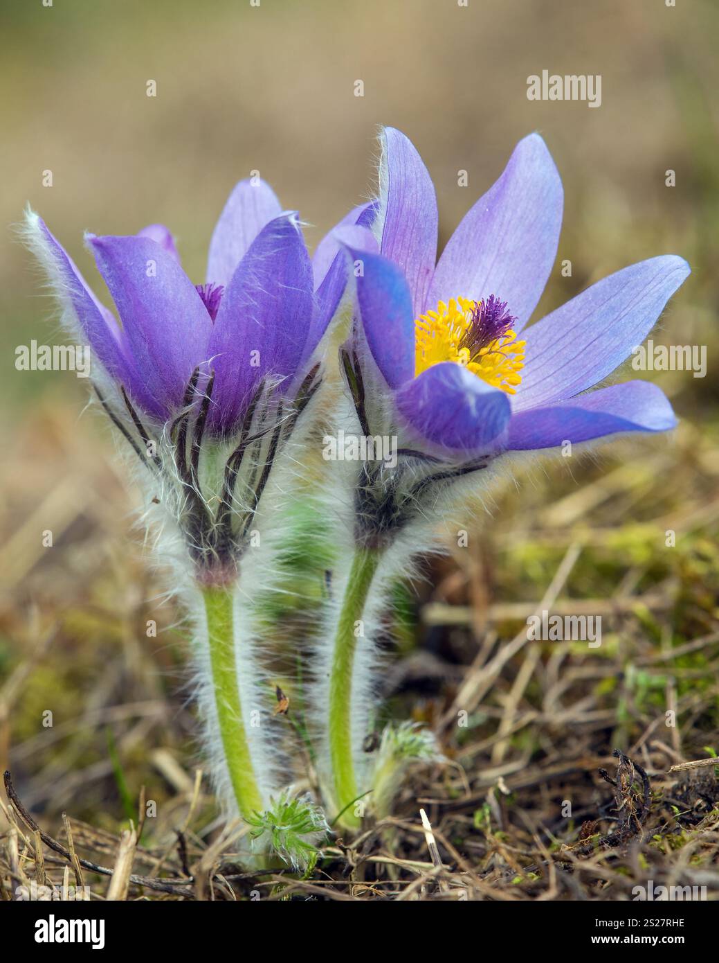 Pasqueflower. Wunderschöne blaue Blume mit großer Pasque-Blume oder Pasqueflower auf der Wiese, lateinisch pulsatilla grandis, zwei Pasqueflower Stockfoto