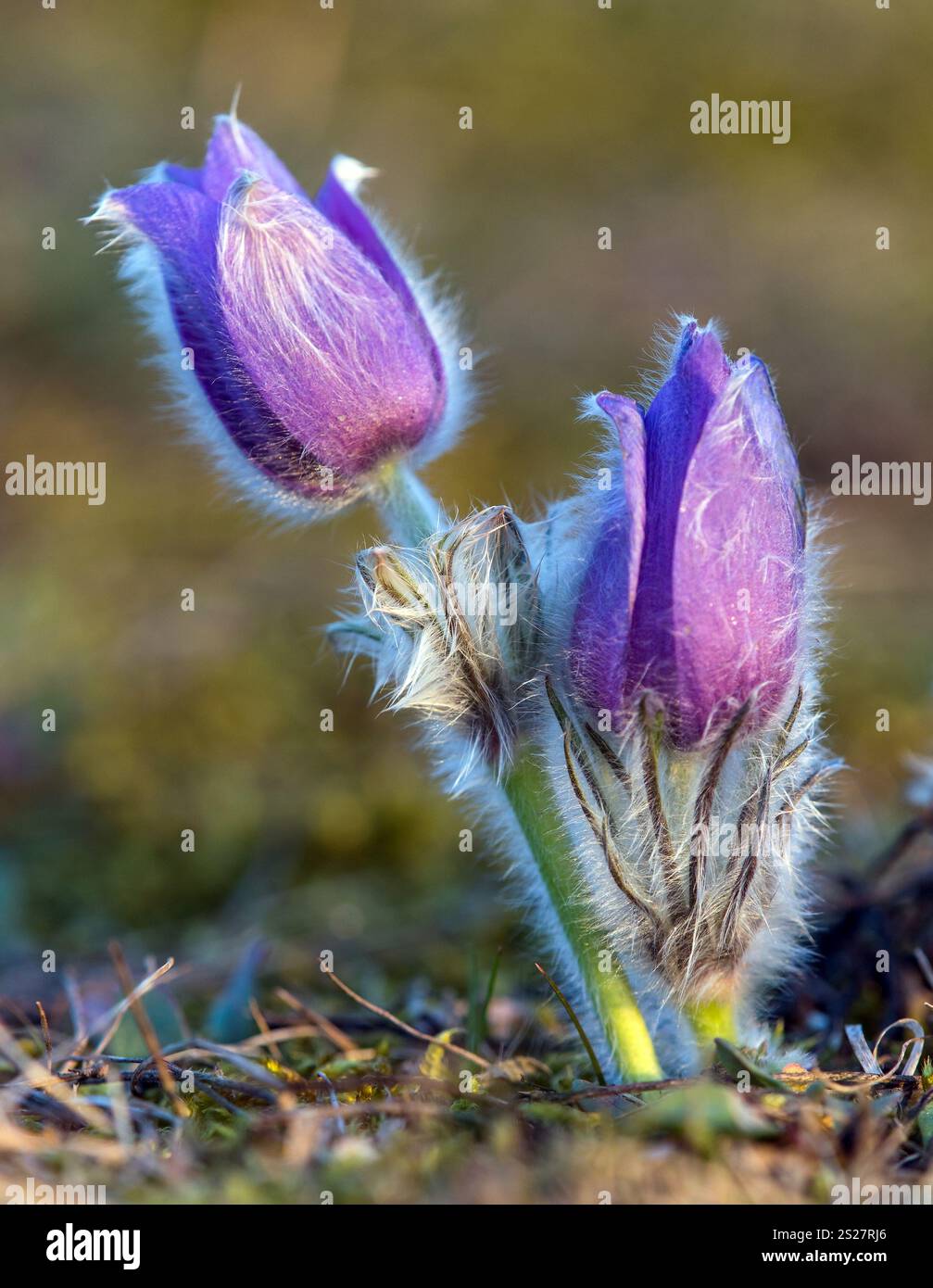 Pasqueflower. Wunderschöne blaue Blume mit großer Pasque-Blume oder Pasqueflower auf der Wiese, lateinisch pulsatilla grandis, zwei Pasqueflower Stockfoto