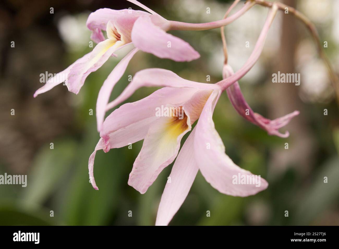 Laelia Orchidee Nahaufnahme Makroaufnahme in einem Garten Stockfoto