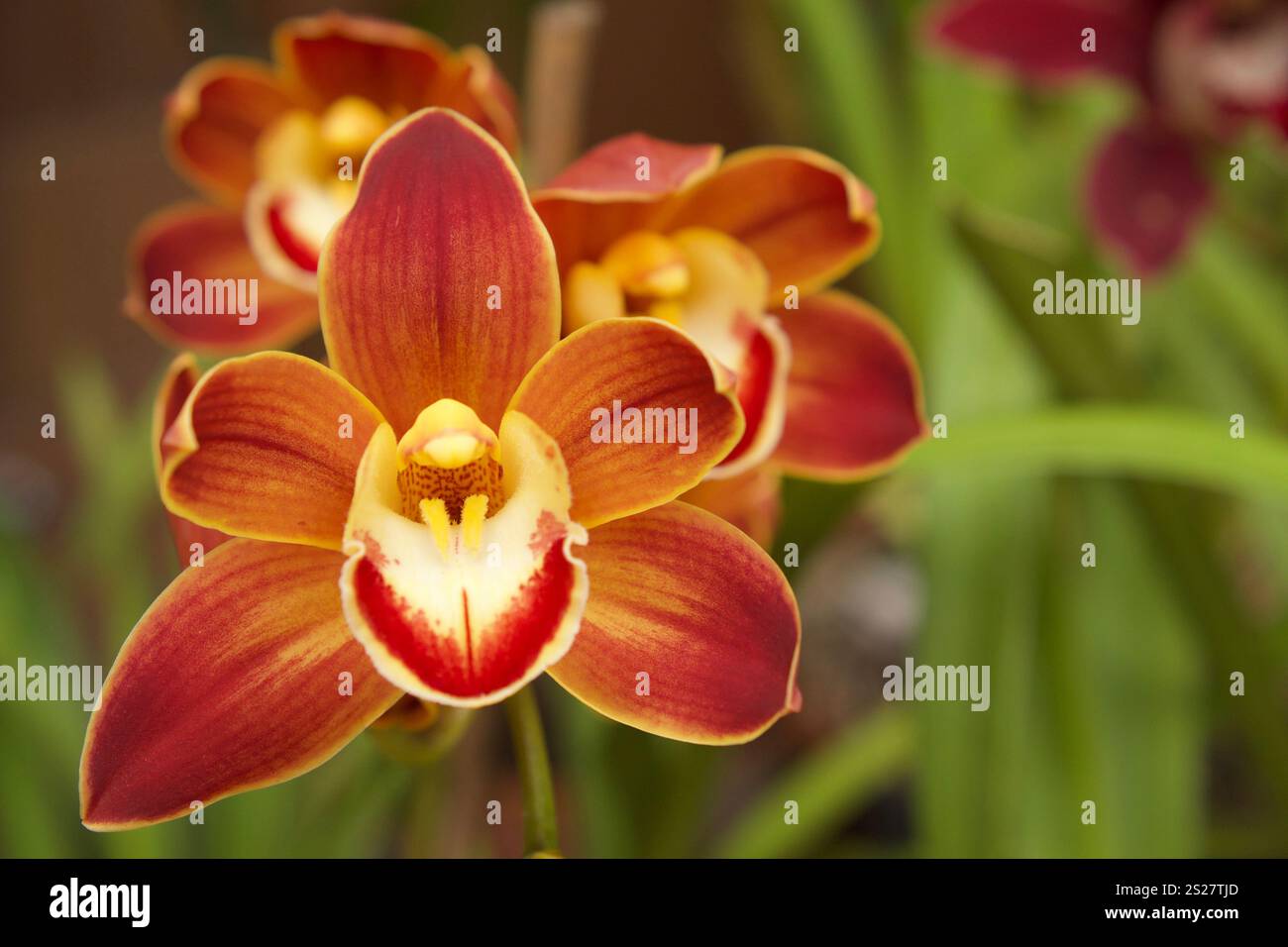 Nahaufnahme eines Makrofotos der blühenden rot-orangen Bootsorchideenblume Stockfoto