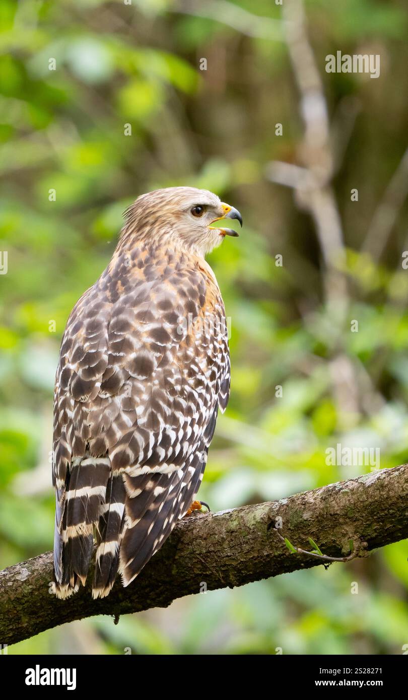 Rothultiger Falke (Buteo lineatus) hockt und ruft Stockfoto