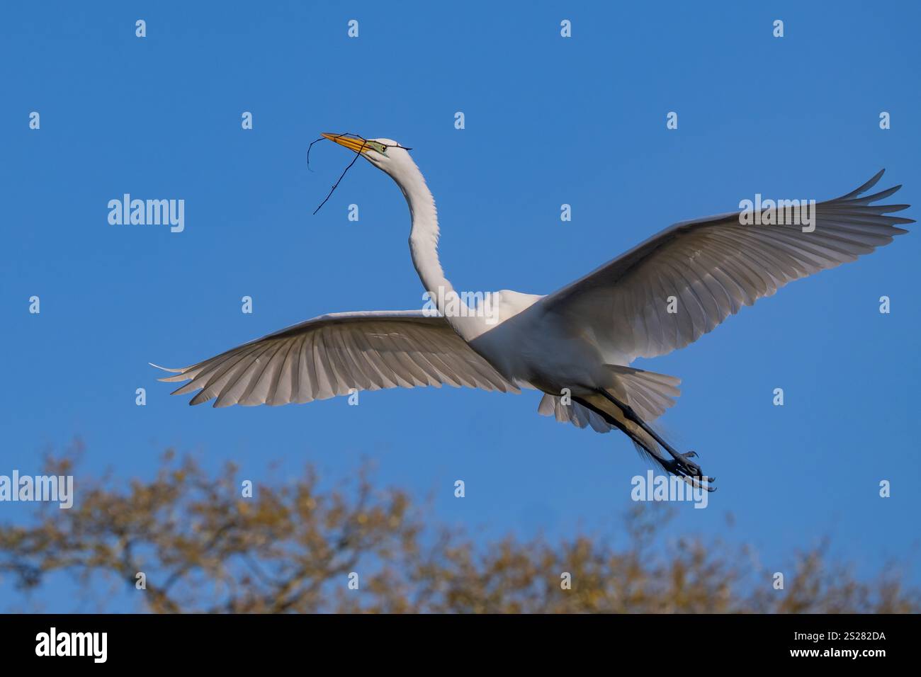 Großreiher (Ardea alba) Flug mit Nistmaterial Stockfoto