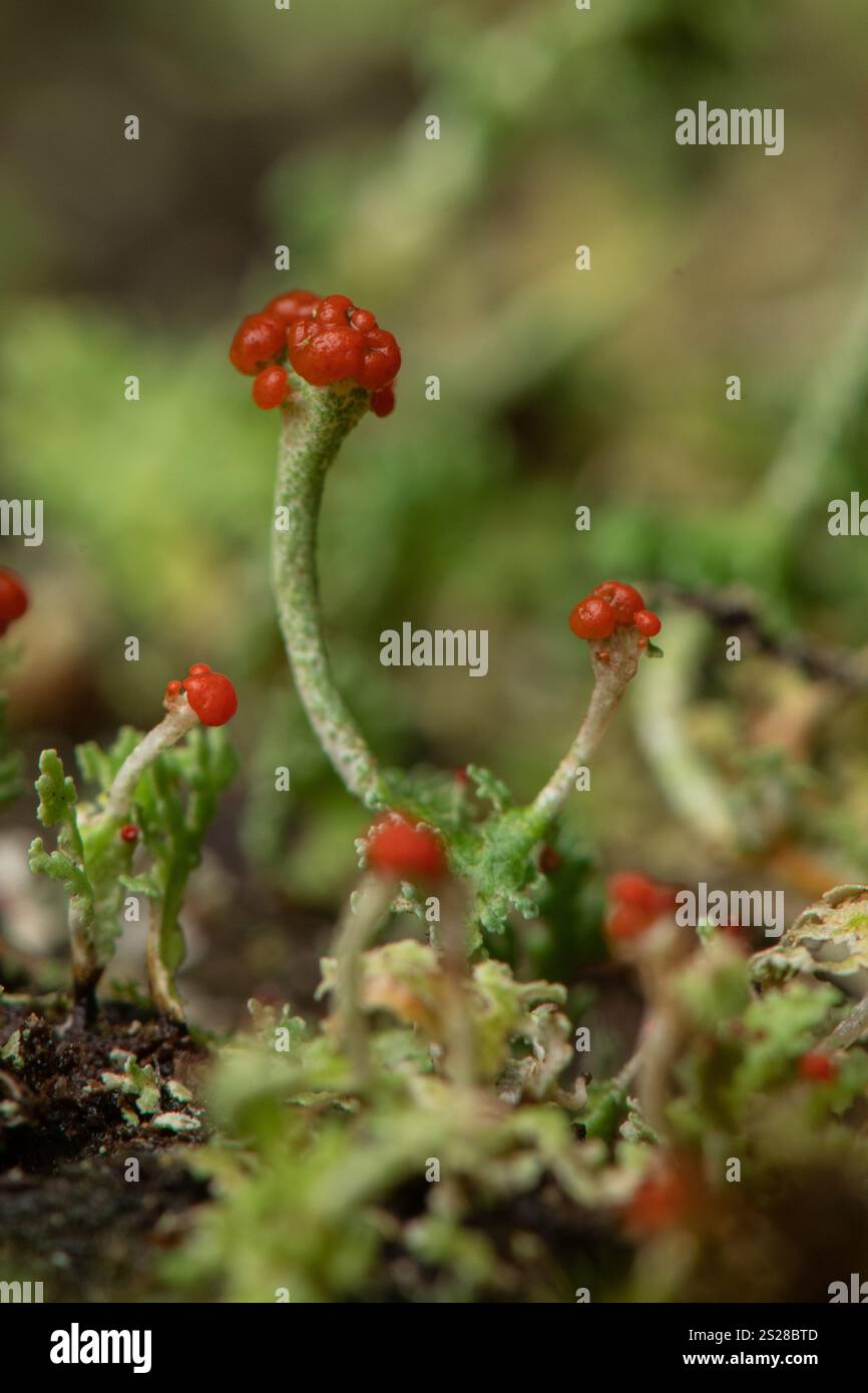 Ein extremes Makro, das Details von Flechten aus nächster Nähe zeigt. Stockfoto