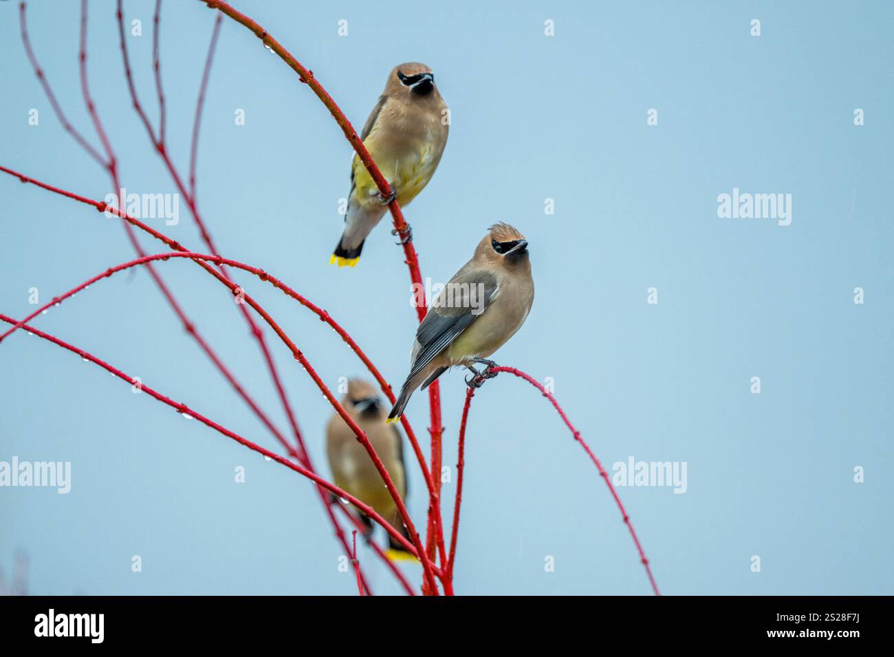 Eine Gruppe von Cedar Wachsflügeln (Bombycilla cedrorum), die in einem Korallenahornbaum in Kirkland, Washington State, USA, thront. Stockfoto