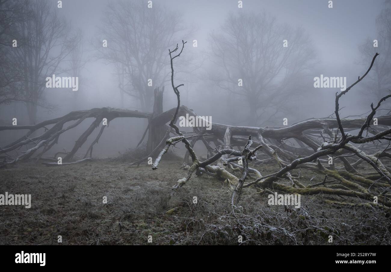 Alte, blitzgespaltene, einsame Eiche an einem kalten und nebeligen Tag, Hohenlohe, Baden-Württemberg, Deutschland, Europa Stockfoto