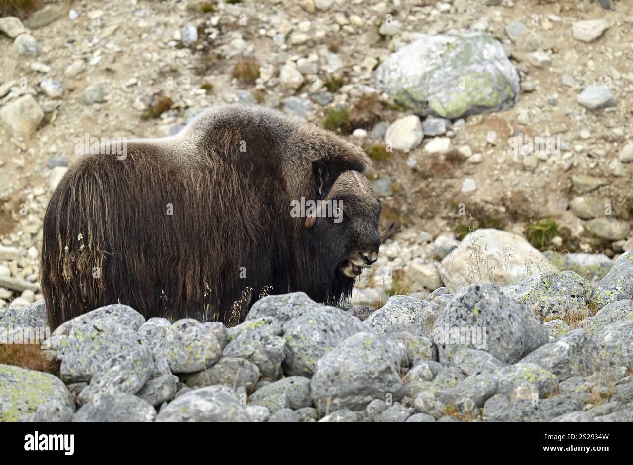 Moschusochsen (Ovibos moschatus) zwischen großen Felsen, Dovrefjell-Sunndalsfjella Nationalpark, Norwegen, Europa Stockfoto