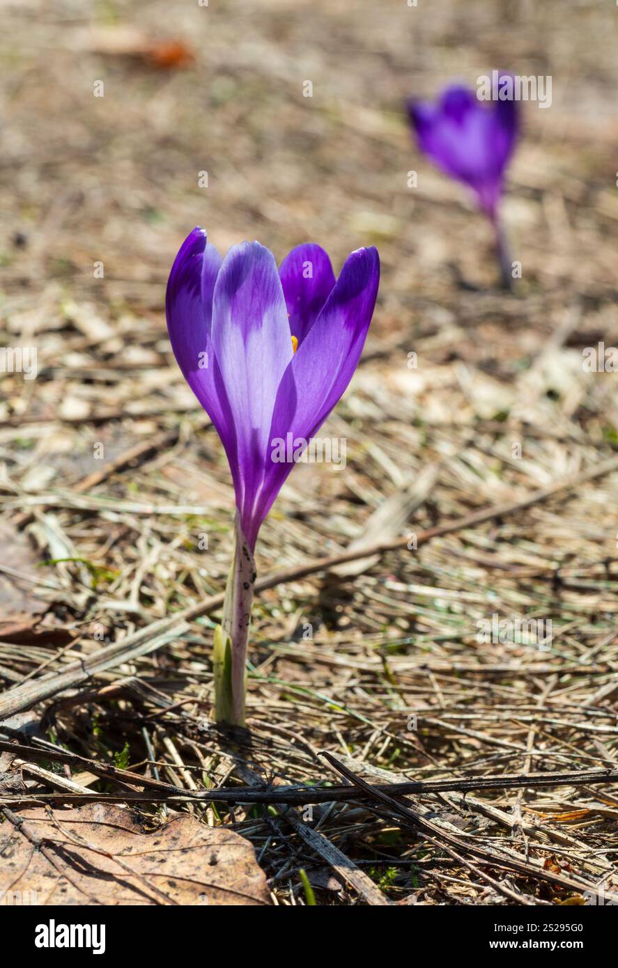 Erste violette crocus Blüten am frühen Frühling Karpaten Plateau. Stockfoto