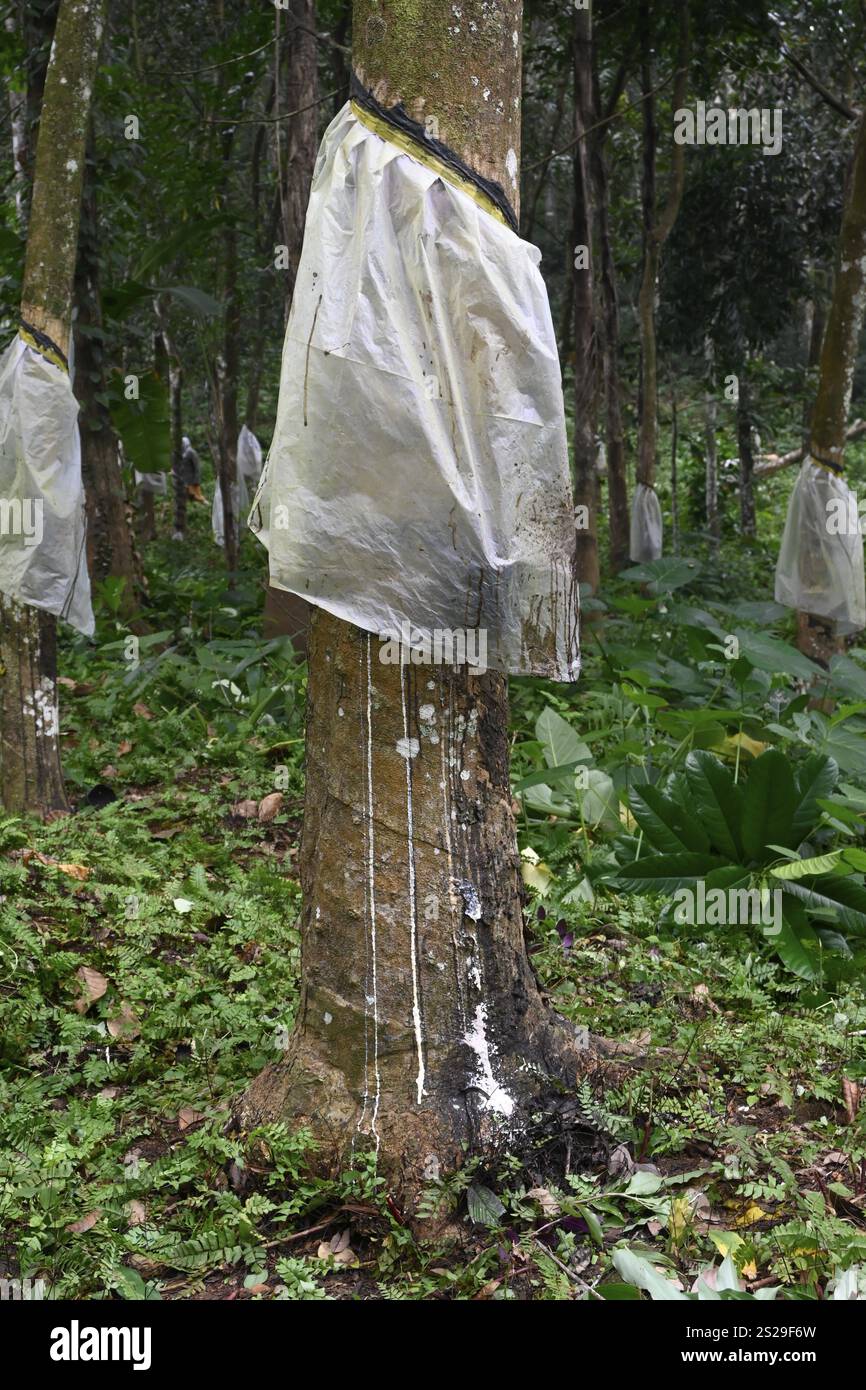 Gummi ernte indien -Fotos und -Bildmaterial in hoher Auflsung  Alamy