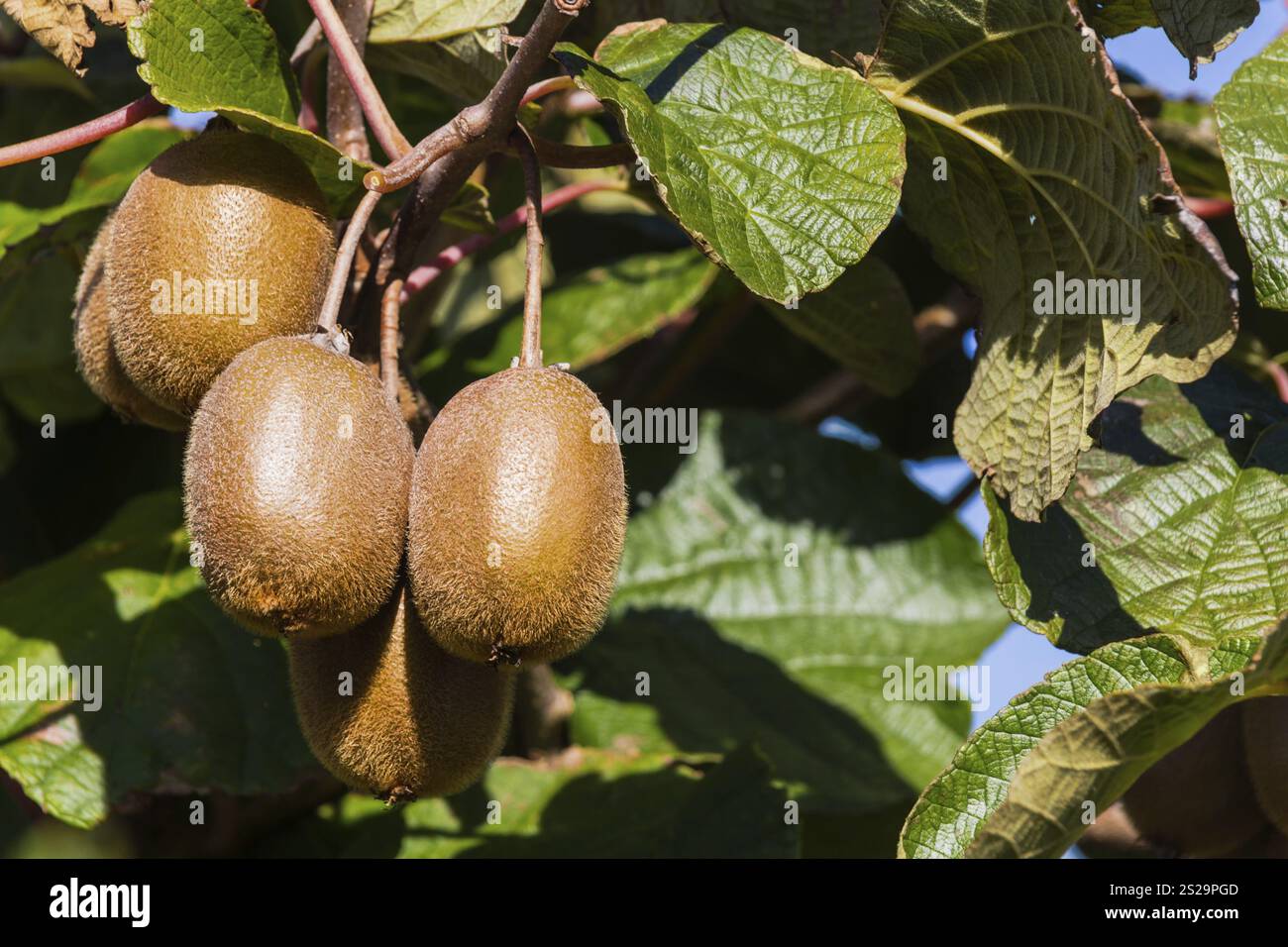 Kiwi auf einem Kiwi-Baum im Herbst. Reife exotische Früchte Stockfoto