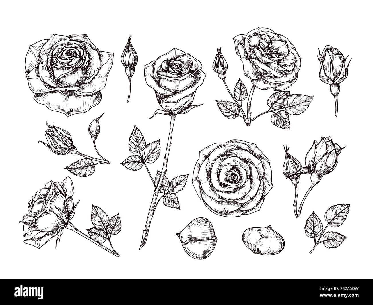 Handgezeichnete Rosen. Skizzieren Sie Rosenblüten mit Dornen und Blättern. Schwarzes und weißes Vintage Ätzvektor botanisches isoliertes Set. Illustration der Rose peta Stockfoto