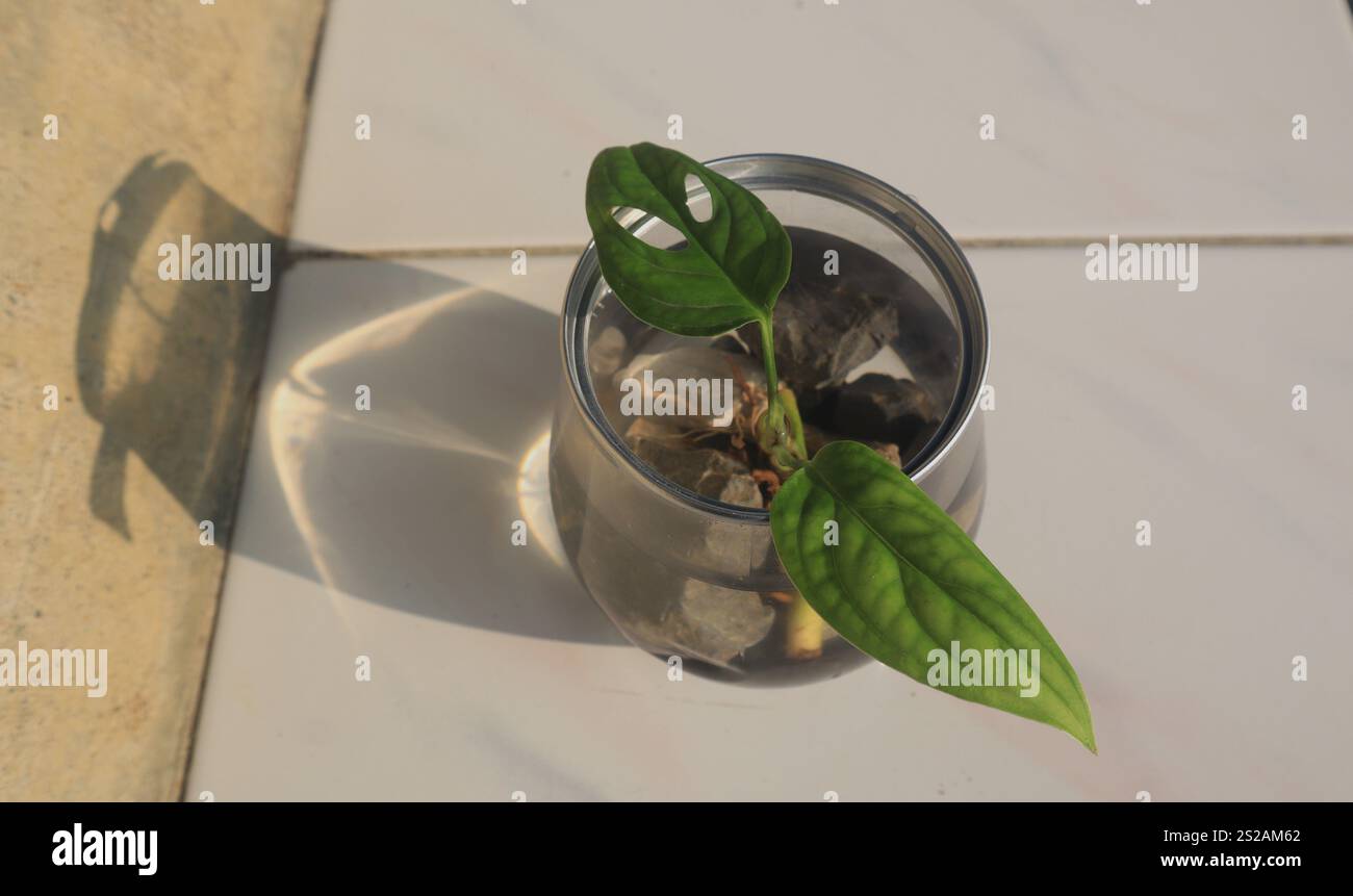 Eine kleine Pflanze, eine Blume, ein Baum in einem durchsichtigen Glas mit grünen Blättern. Weißer Hintergrund, Nahaufnahmen Stockfoto