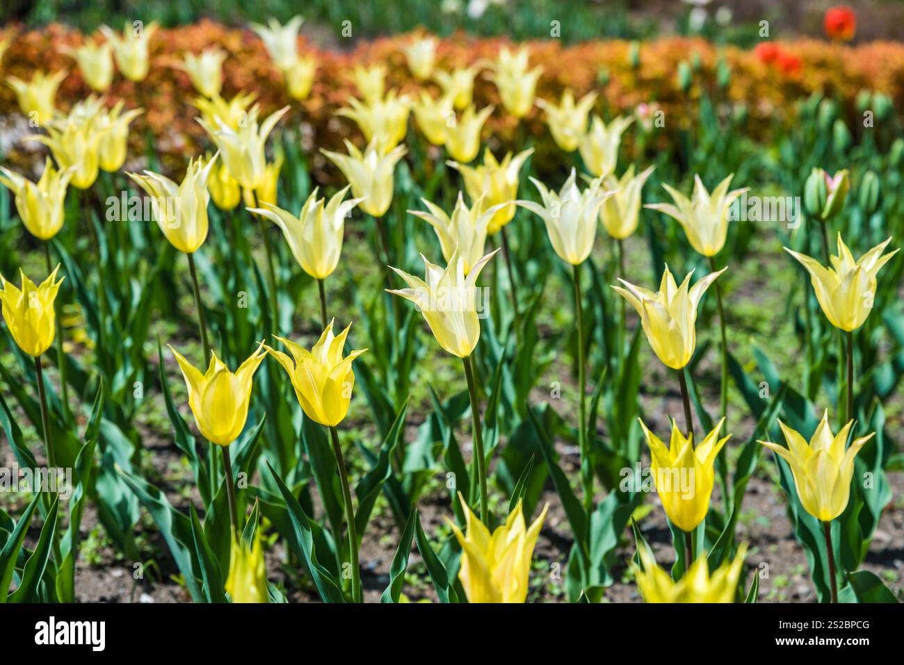 Gelbe Tulpen mit Lilienblüten blühen in einem lebhaften Frühlingsblumenbeet. Ihre spitzen Blütenblätter und die elegante Form schaffen eine perfekte Postkartenszene mit einem Farbton Stockfoto