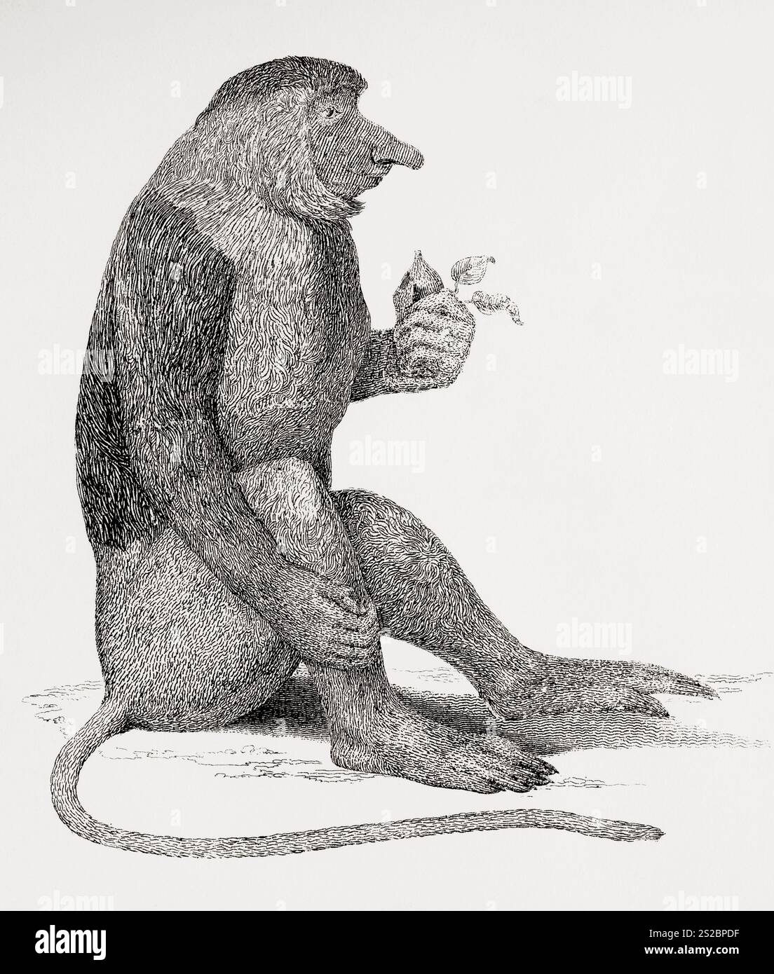 Der Proboscis-Affe oder Langnasen-Affe (Nasalis larvatus). Aus der National Encyclopaedia: A Dictionary of Universal Knowledge, veröffentlicht um 1890 Stockfoto