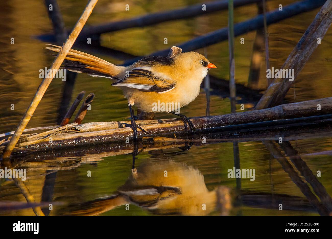 Bärtiger Reedling (Panurus biarmicus). Ihre Länge beträgt 14-15,5 cm und die Flügelöffnung beträgt 16-18 cm. Es handelt sich um einen langschwänzigen, welligen und orange-braunen Vogel. Ma Stockfoto