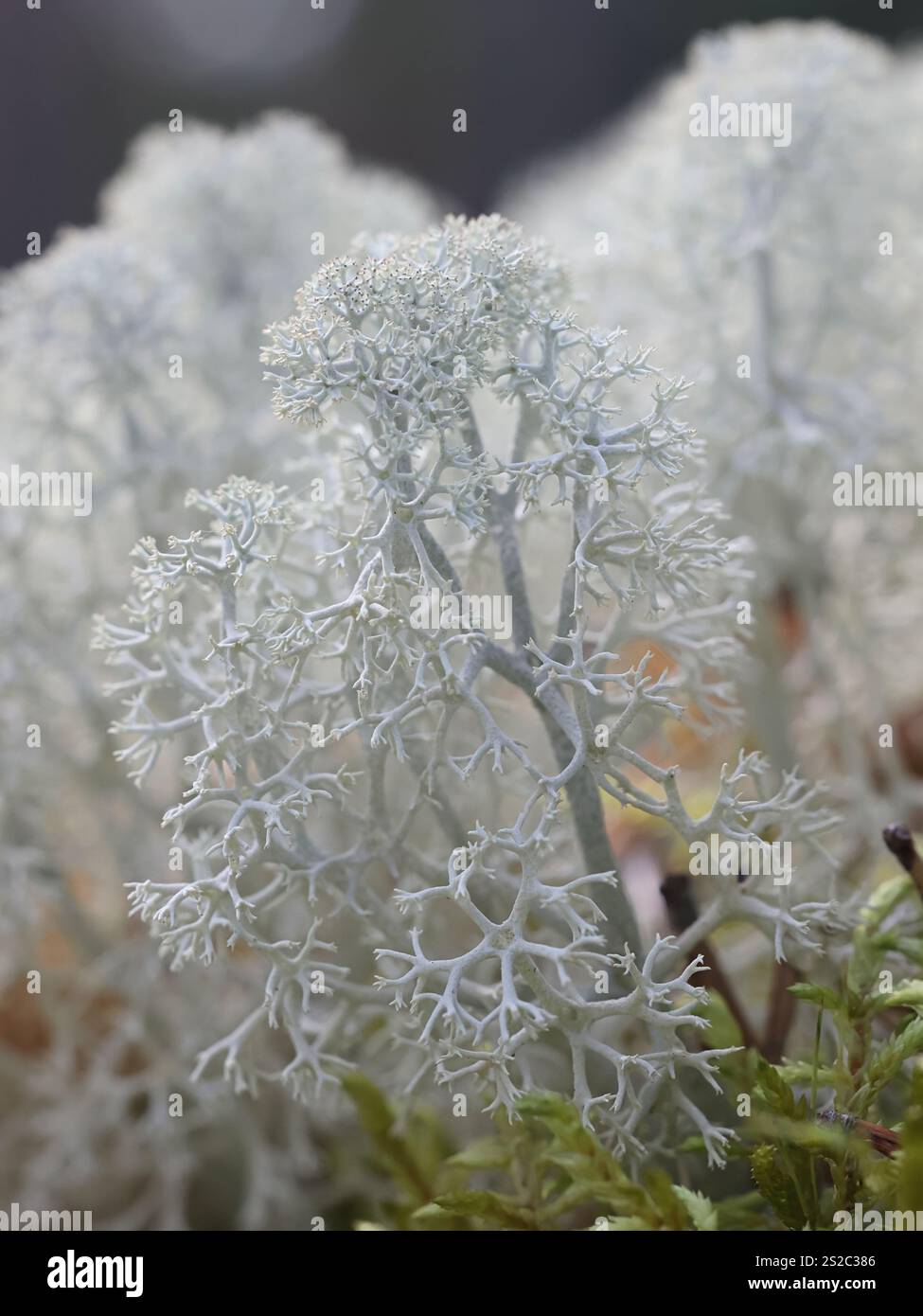 Cladonia stellaris, auch bekannt als Sternenlippen-Rentier-Flechte, wichtige Nahrungsquelle für Rentiere und Karibus Stockfoto