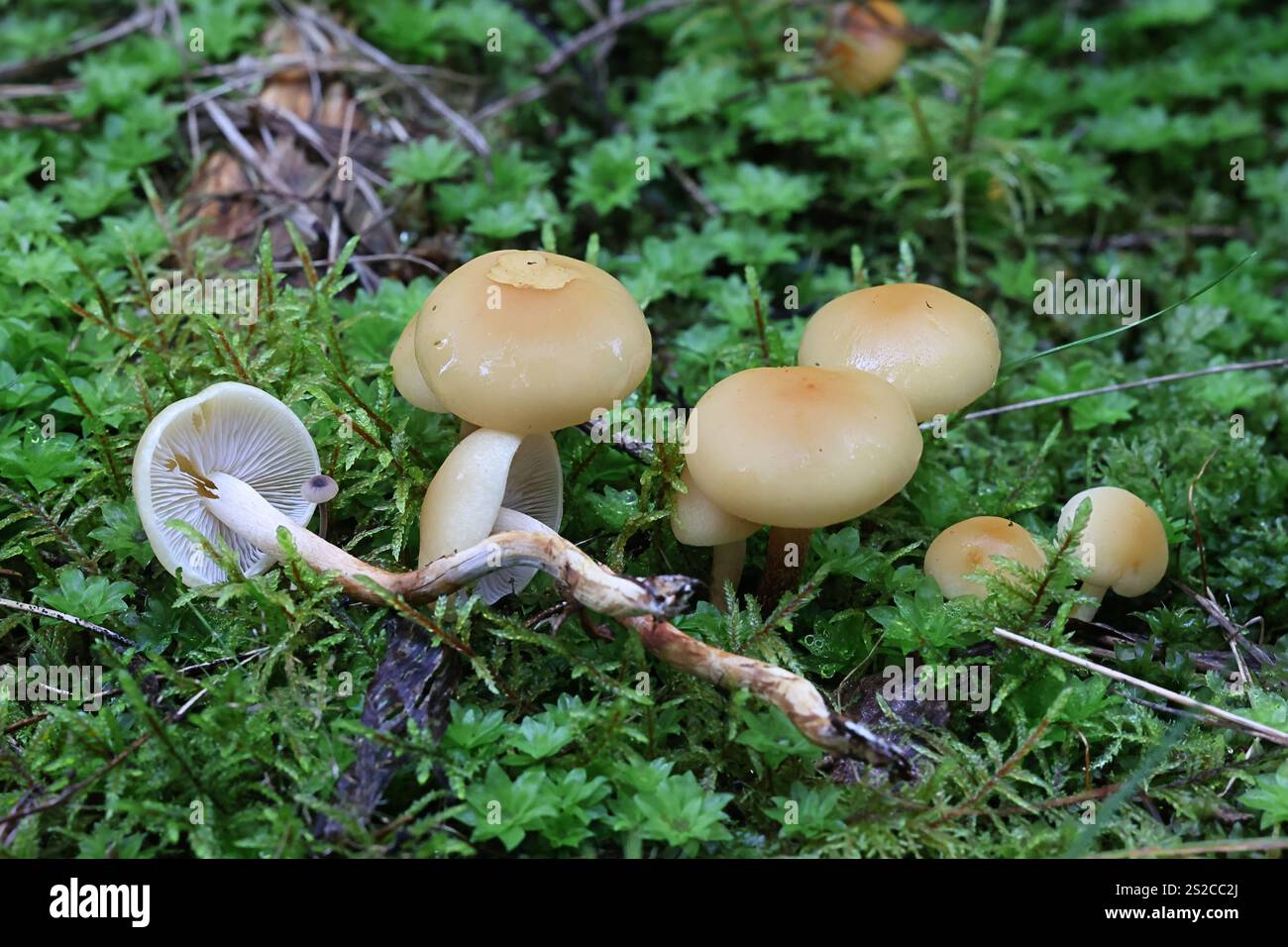 Hypholoma capnoides, auch bekannt als Conifer Tuft, Pilz aus Finnland Stockfoto