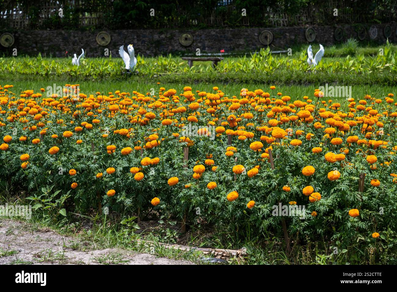 Nahaufnahme von gelben Blumen, Marigold ist eine wunderschöne Blumendekorationsblume Stockfoto