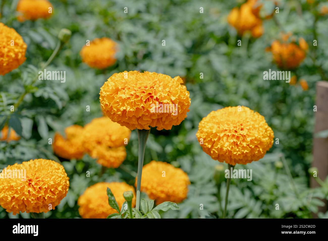 Nahaufnahme von gelben Blumen, Marigold ist eine wunderschöne Blumendekorationsblume Stockfoto