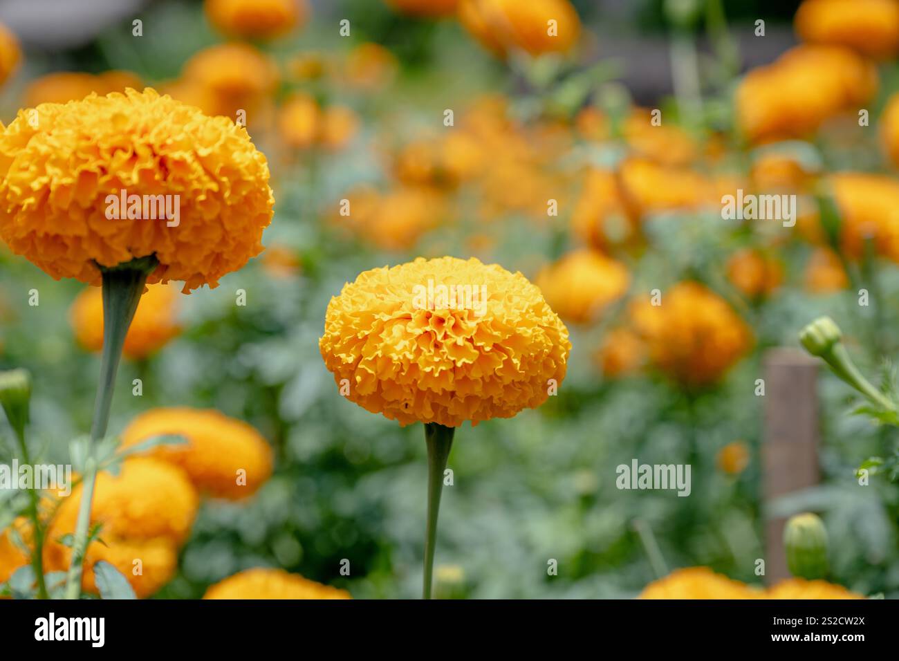 Nahaufnahme von gelben Blumen, Marigold ist eine wunderschöne Blumendekorationsblume Stockfoto