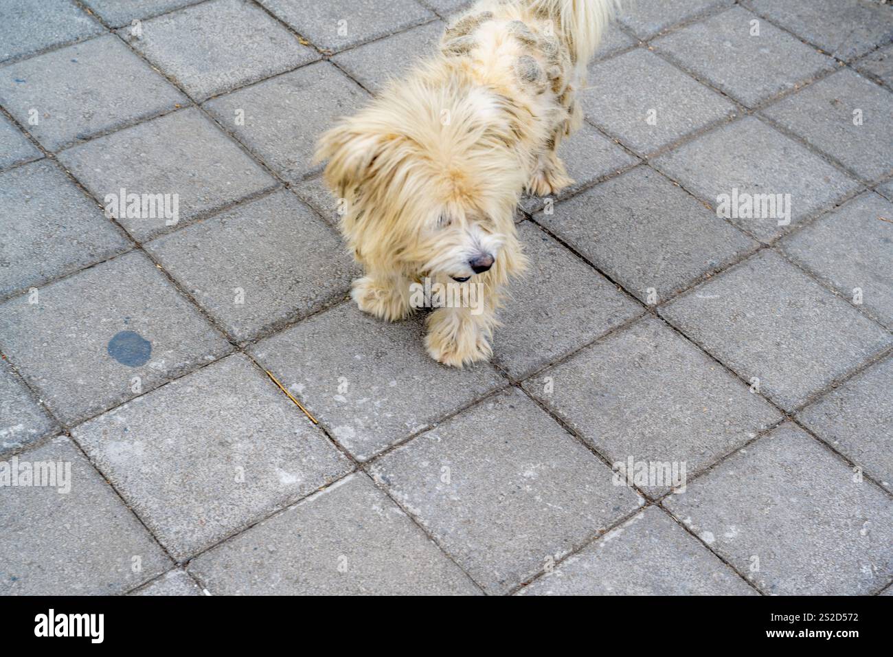 Ungebadet weißer Hund am Straßenrand Stockfoto