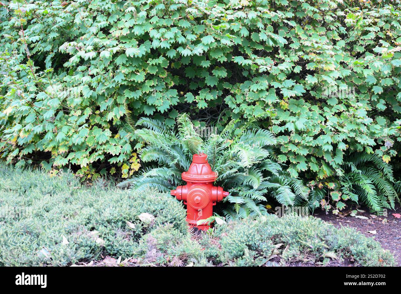 Nahaufnahme eines roten Hydranten in verschiedenen Werken, Kanada Stockfoto