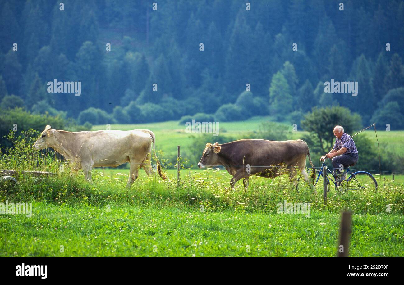 Slowenien, der Landwirt hat seine Kühe vom Feld genommen und fährt mit ihnen in den Stall. Stockfoto