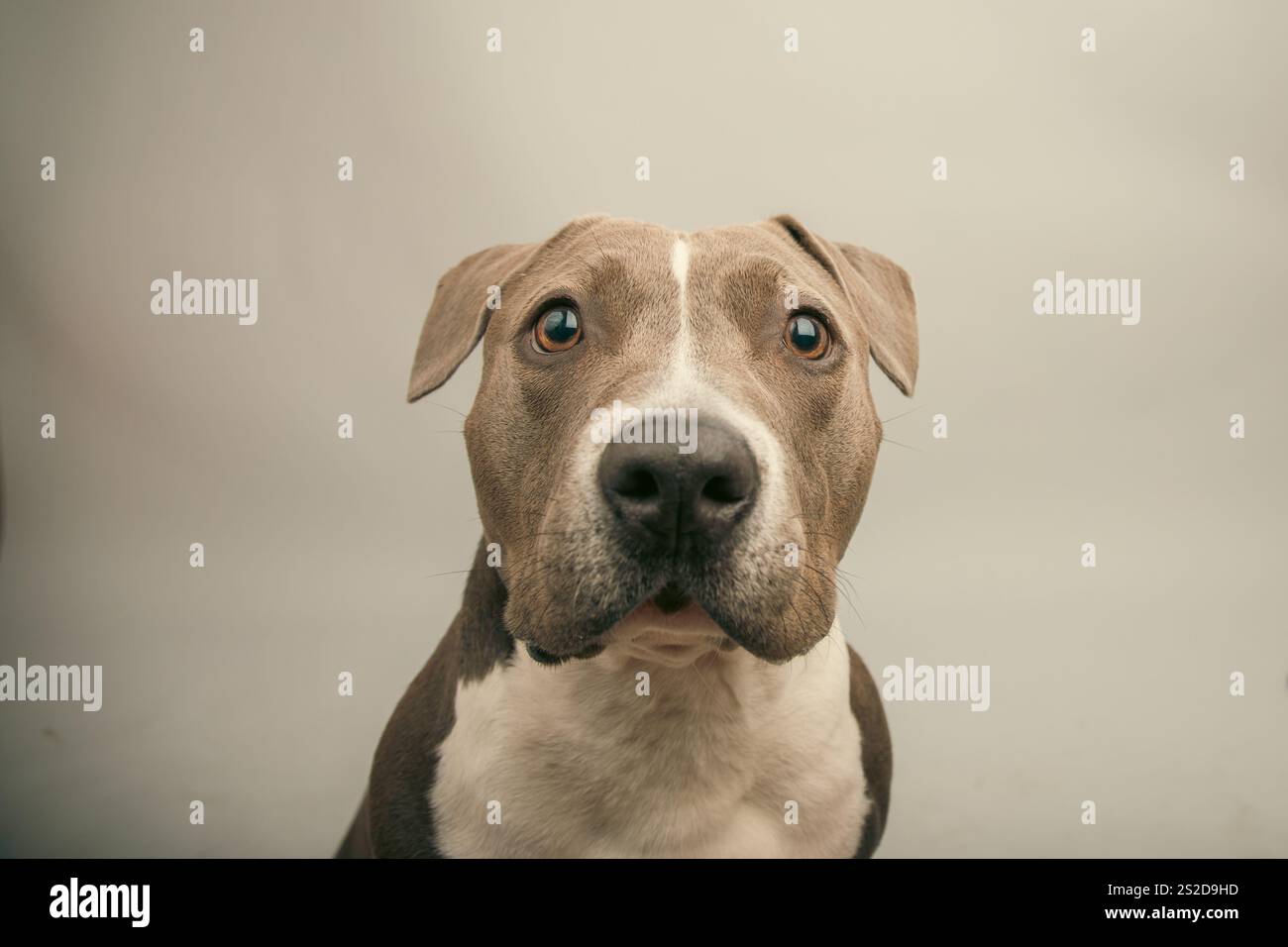 Nahporträt eines amerikanischen Tyrannen-Hundes vor grauem Hintergrund Stockfoto