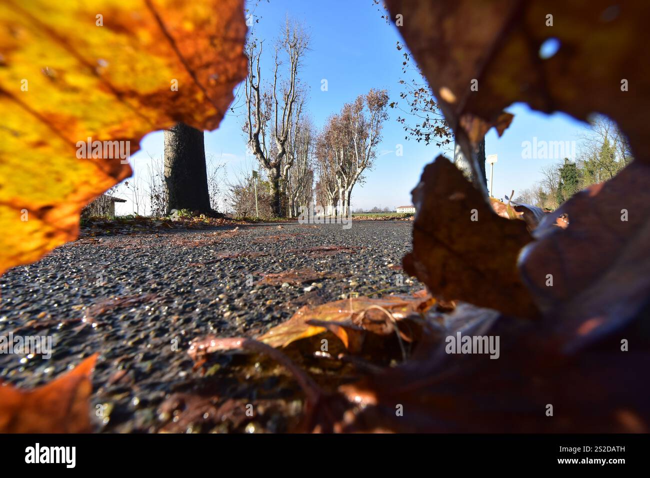 Blick auf die Oberfläche durch herbstliche Platanen entlang einer Straße, Rivalta Scrivia, Alessandria, Piemont, Italien Stockfoto