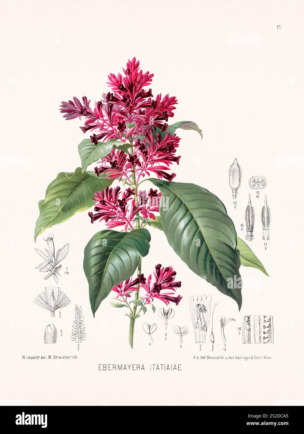 Botanische Illustration aus dem Jahr 1879, die Pflanzen mit lateinischen Beschreibungen darstellt. Veröffentlicht in Deutschland mit Pflanzenproben von weltweiten Expeditionen b Stockfoto