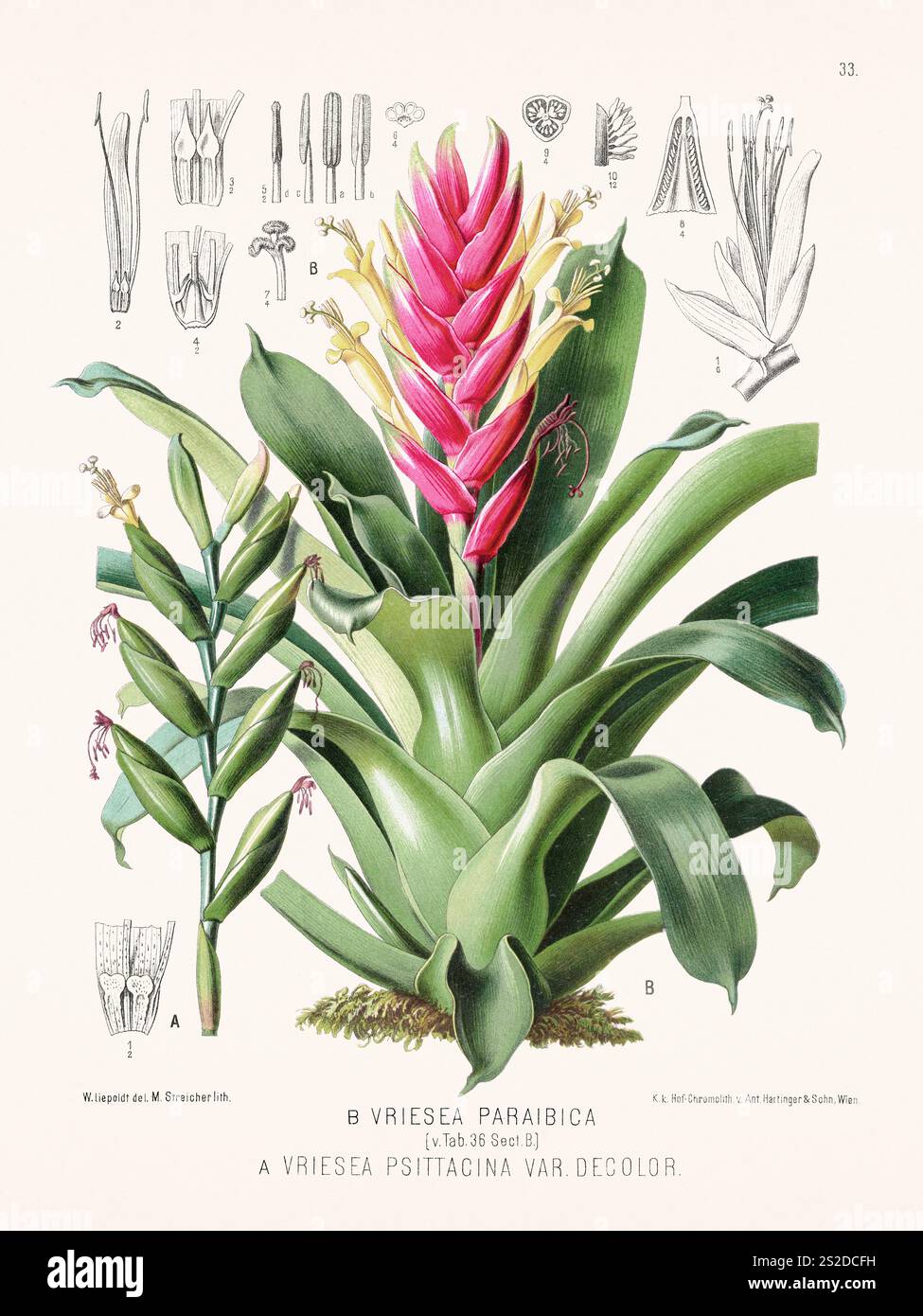 Botanische Illustration aus dem Jahr 1879, die Pflanzen mit lateinischen Beschreibungen darstellt. Veröffentlicht in Deutschland mit Pflanzenproben von weltweiten Expeditionen b Stockfoto