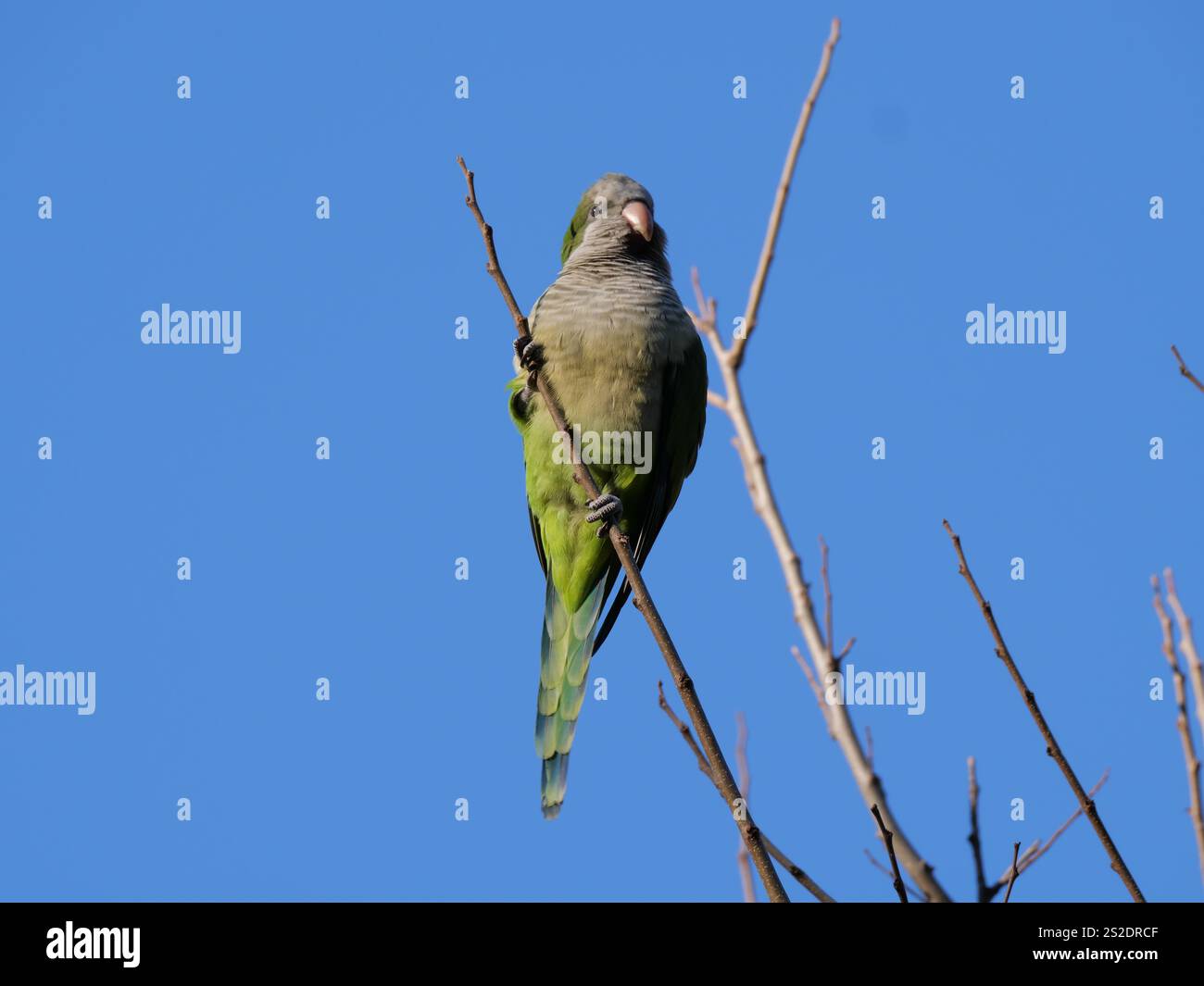 Ein grüner blauer Mönchssittich Myiopsitta monachus sitzt auf einem Zweig im Sonnenschein in Malaga, Spanien Stockfoto