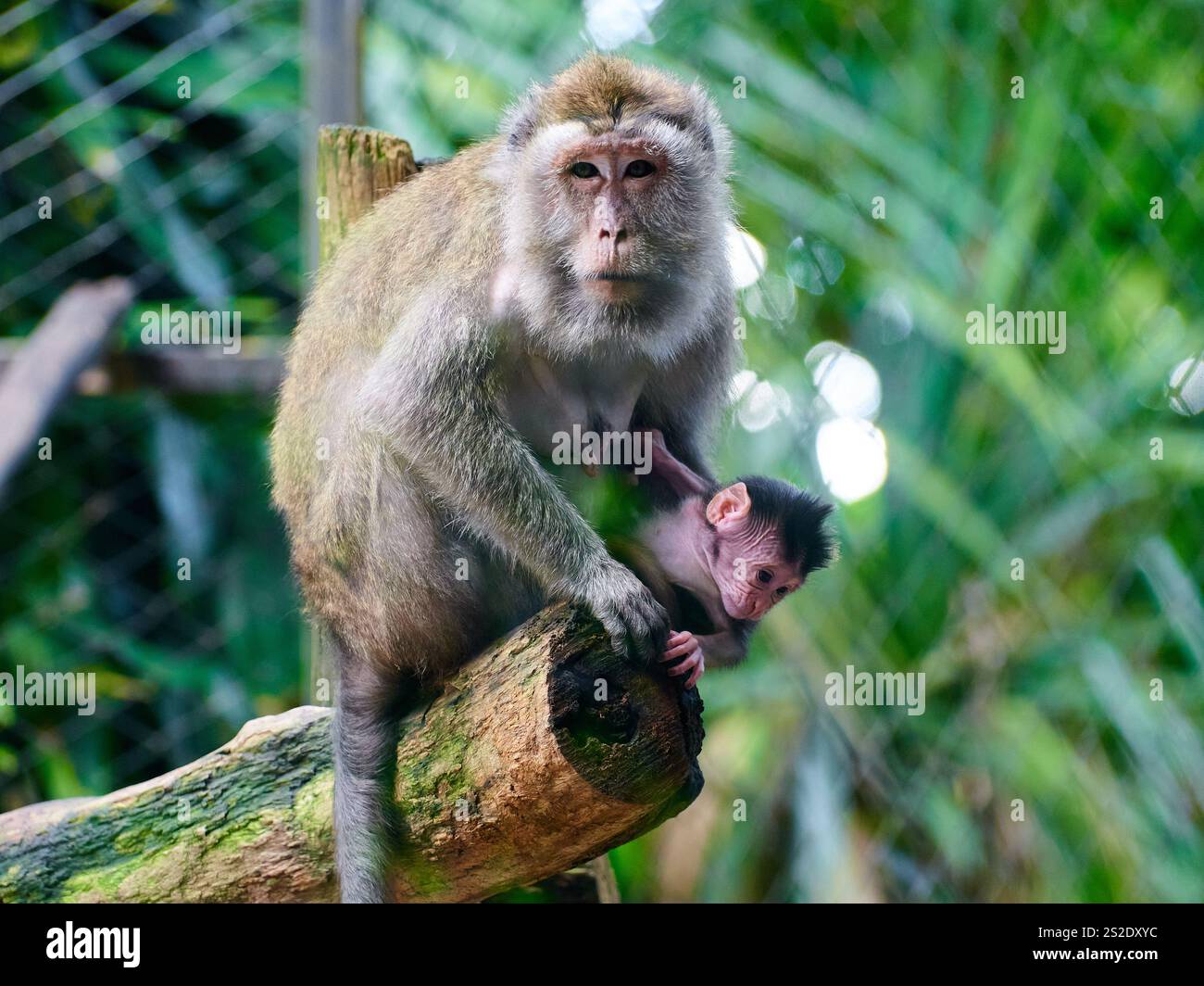 Mauritius 2023 Foto: Claudius Rauch Fotografie / Claudius Rauch alle Rechte verwaltet Stockfoto
