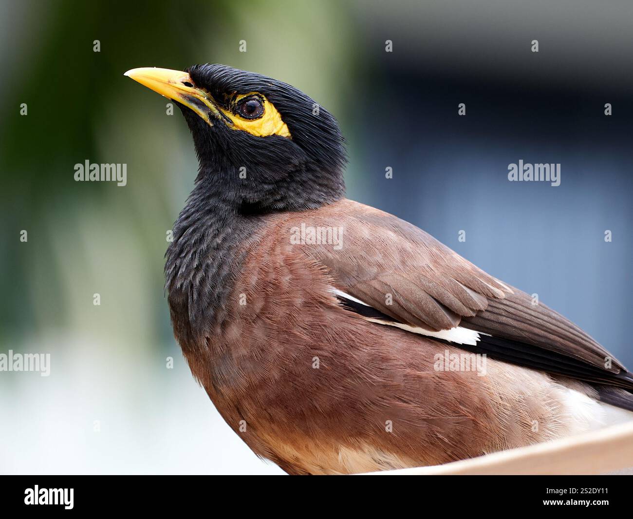 Mauritius 2023 Foto: Claudius Rauch Fotografie / Claudius Rauch alle Rechte verwaltet Stockfoto