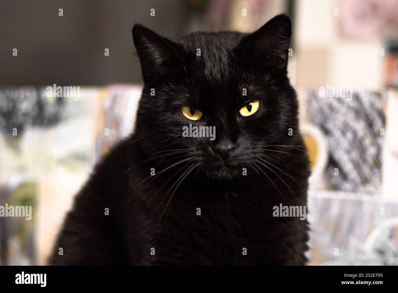 Black Cat sitzt und starrt nach vorne Stockfoto