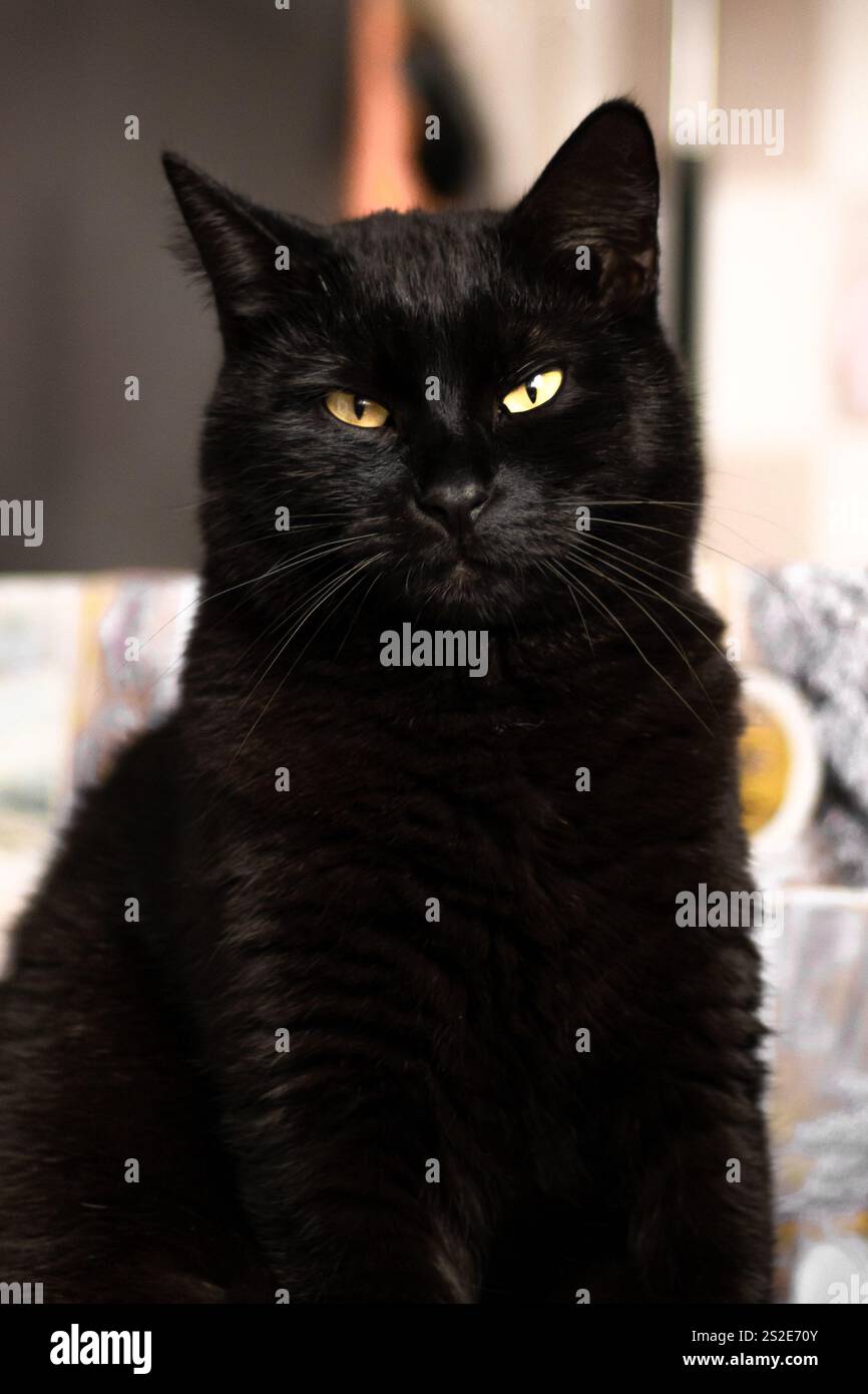 Black Cat sitzt und starrt nach vorne Stockfoto