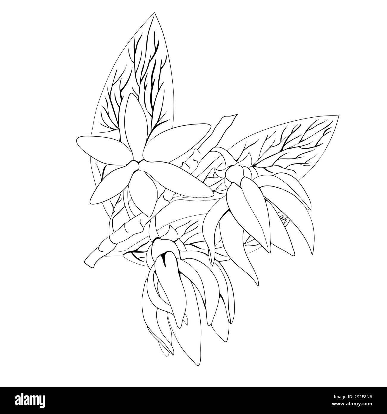 Ylang-Ylang. Eine Basisnote in der Parfümerie. Pflanzliches aromatisches Öl zur Herstellung von Parfums. Umrissdarstellung. Stock Vektor