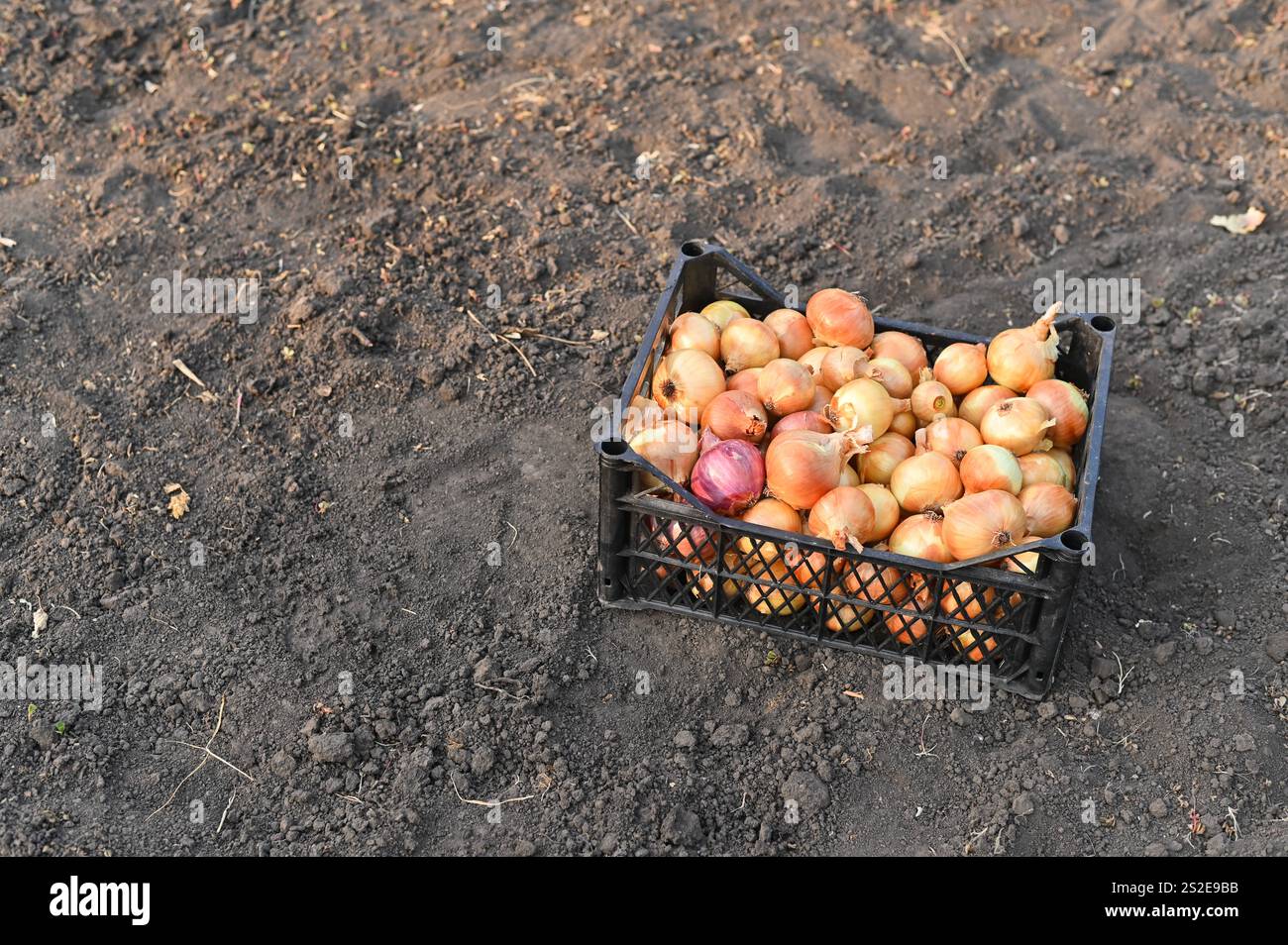 Eine Kiste Zwiebeln liegt auf dem Boden. Mock-Up Stockfoto