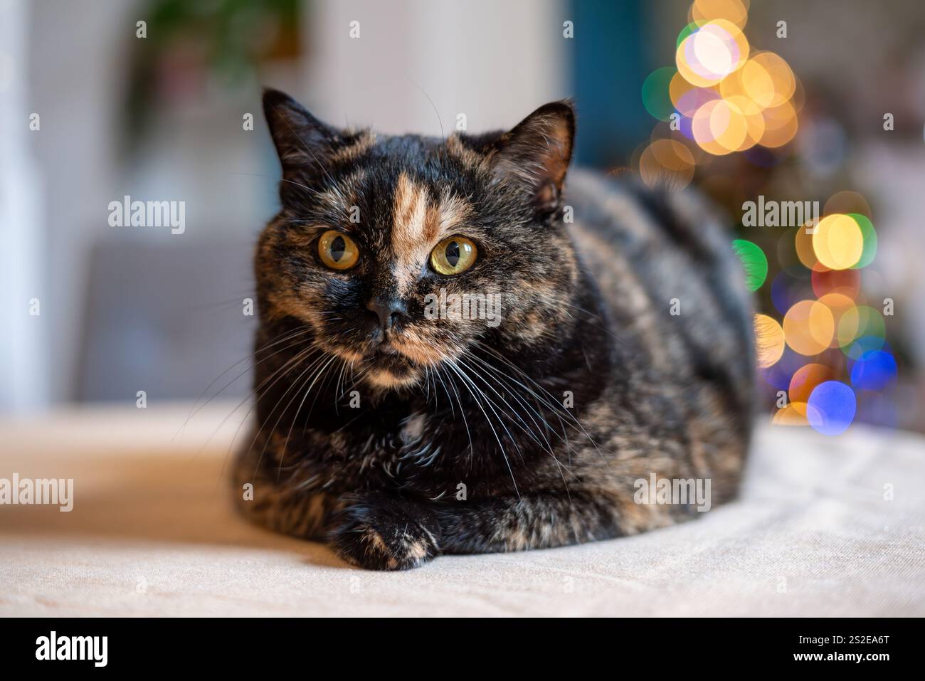 Britische Kurzhaar-Hauskatze mit Schildpatt-Mantel, die während der Festtage auf einem Tisch posiert. Stockfoto